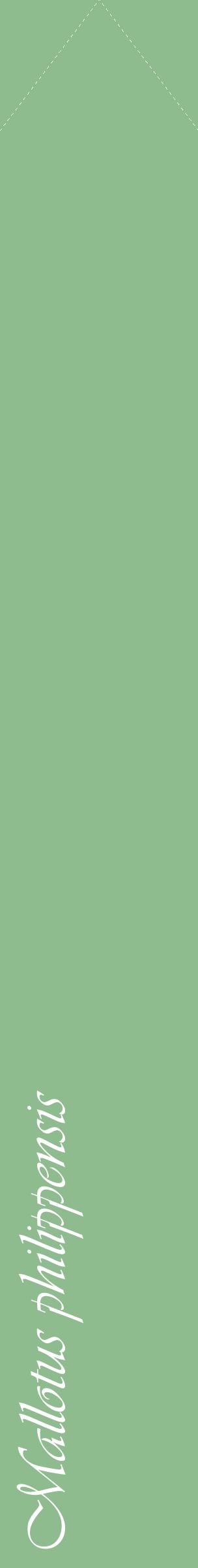 Étiquette de : Mallotus philippensis - format c - style blanche13_simpleviv avec comestibilité