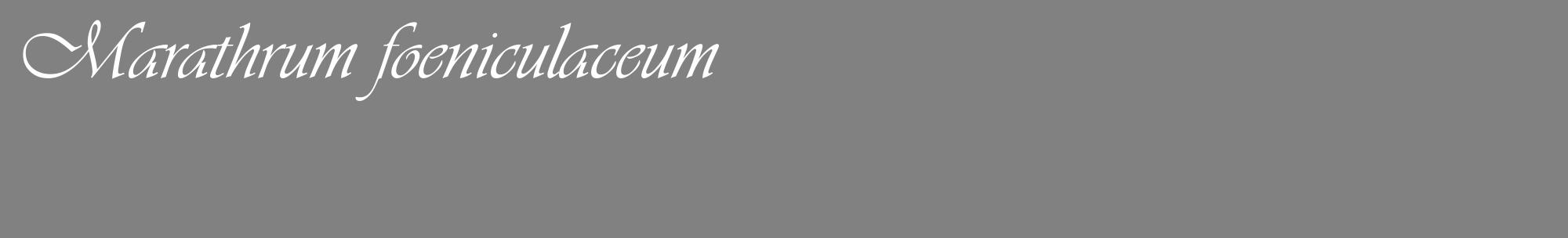 Étiquette de : Marathrum foeniculaceum - format c - style blanche50_basique_basiqueviv avec comestibilité