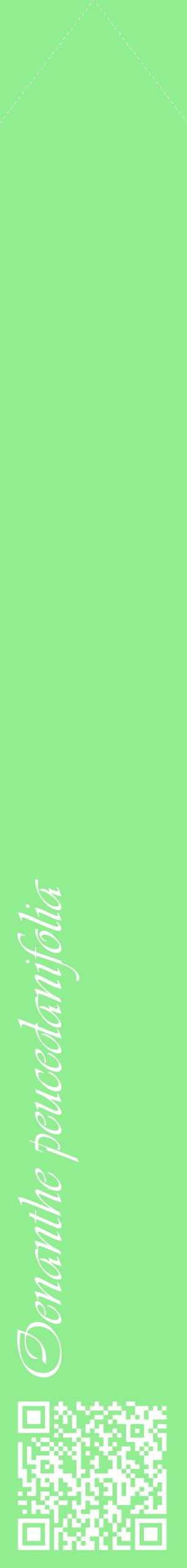 Étiquette de : Oenanthe peucedanifolia - format c - style blanche15_simpleviv avec qrcode et comestibilité