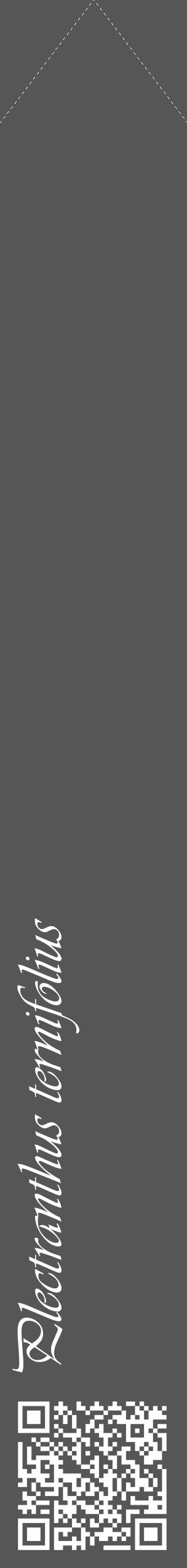 Étiquette de : Plectranthus ternifolius - format c - style blanche45_simple_simpleviv avec qrcode et comestibilité - position verticale