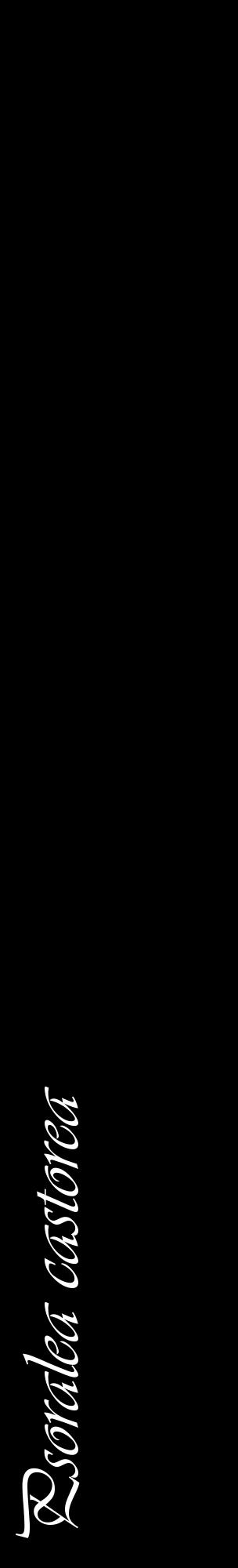 Étiquette de : Psoralea castorea - format c - style blanche59_basiqueviv avec comestibilité