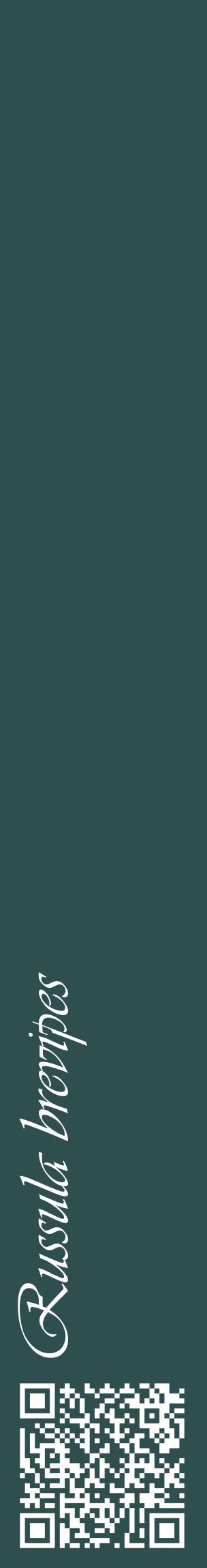 Étiquette de : Russula brevipes - format c - style blanche58_basiqueviv avec qrcode et comestibilité