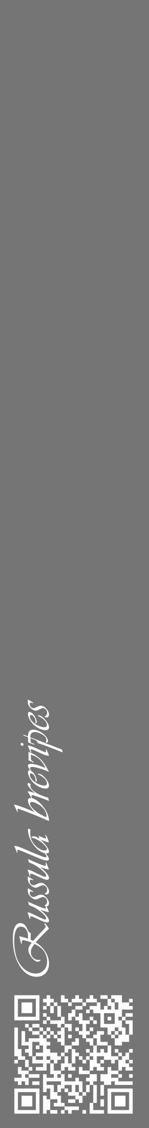 Étiquette de : Russula brevipes - format c - style blanche5_basique_basiqueviv avec qrcode et comestibilité - position verticale