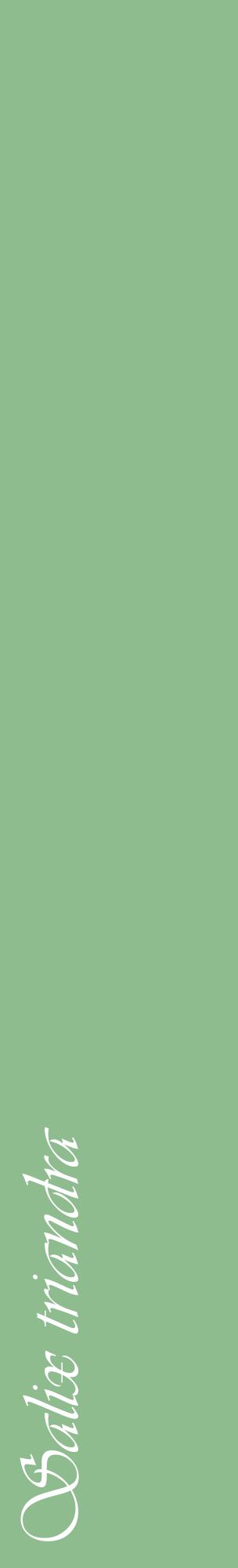 Étiquette de : Salix triandra - format c - style blanche13_basiqueviv avec comestibilité