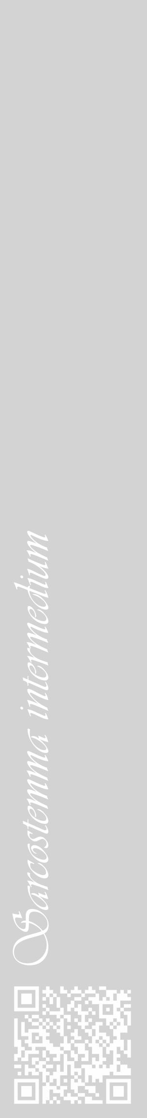 Étiquette de : Sarcostemma intermedium - format c - style blanche56_basique_basiqueviv avec qrcode et comestibilité - position verticale