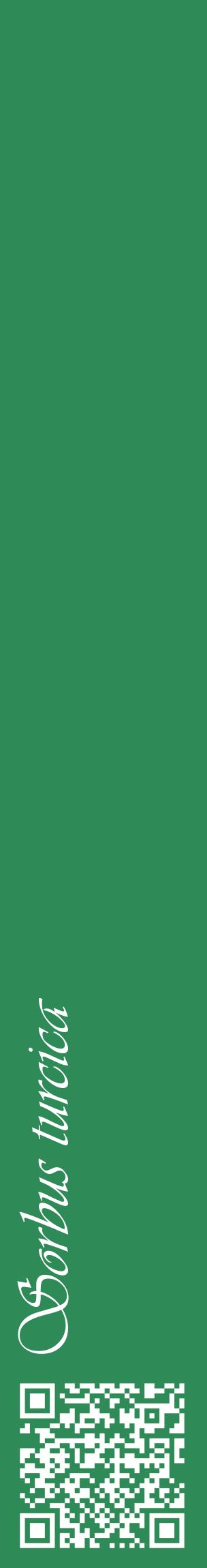 Étiquette de : Sorbus turcica - format c - style blanche11_basiqueviv avec qrcode et comestibilité