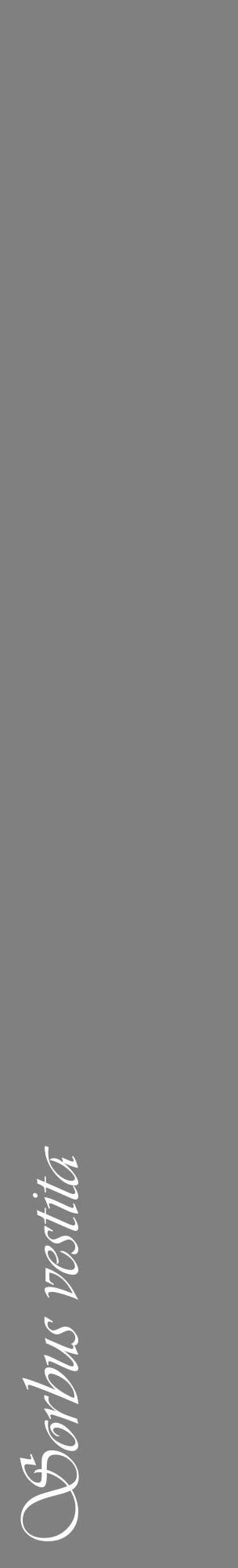 Étiquette de : Sorbus vestita - format c - style blanche57_basiqueviv avec comestibilité