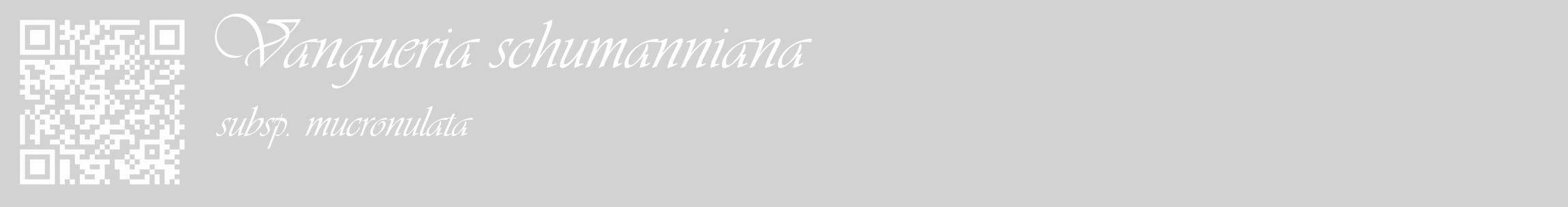 Étiquette de : Vangueria schumanniana subsp. mucronulata - format c - style blanche14_basique_basiqueviv avec qrcode et comestibilité