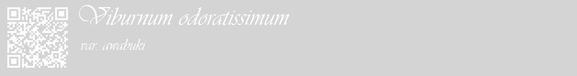 Étiquette de : Viburnum odoratissimum var. awabuki - format c - style blanche40_basique_basiqueviv avec qrcode et comestibilité