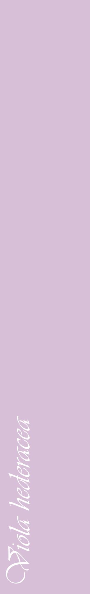 Étiquette de : Viola hederacea - format c - style blanche54_basiqueviv avec comestibilité