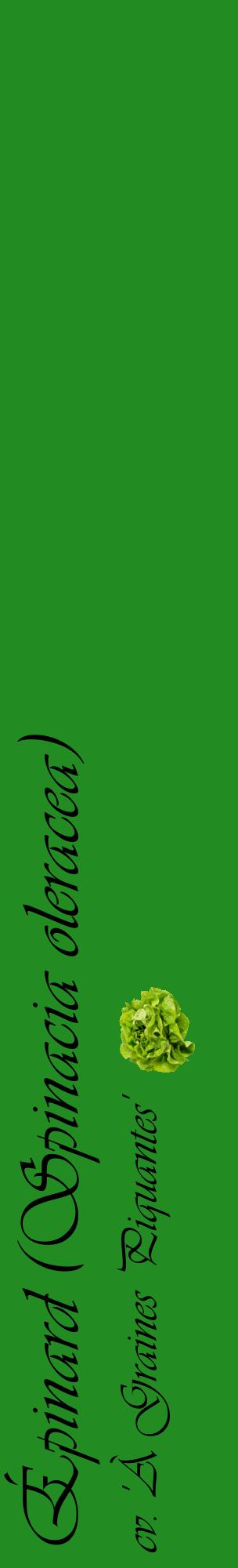 Étiquette de : Spinacia oleracea cv. 'À Graines Piquantes' - format c - style noire10_basiqueviv avec comestibilité simplifiée