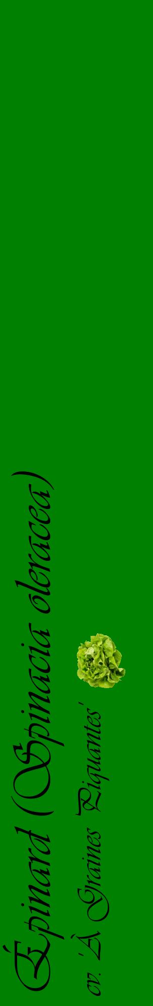 Étiquette de : Spinacia oleracea cv. 'À Graines Piquantes' - format c - style noire9_basiqueviv avec comestibilité simplifiée