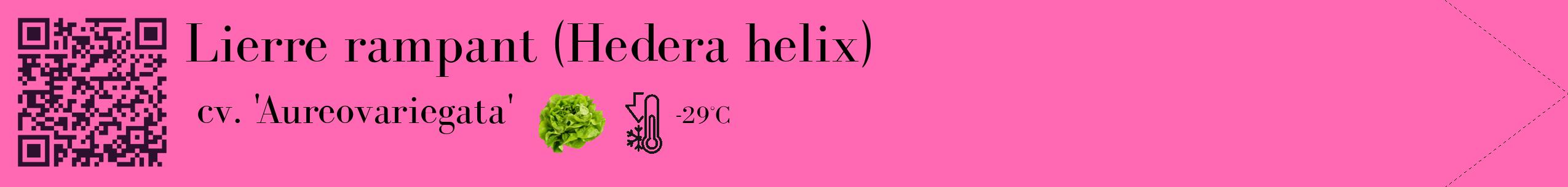 Étiquette de : Hedera helix cv. 'Aureovariegata' - format c - style noire42_simple_simplebod avec qrcode et comestibilité simplifiée