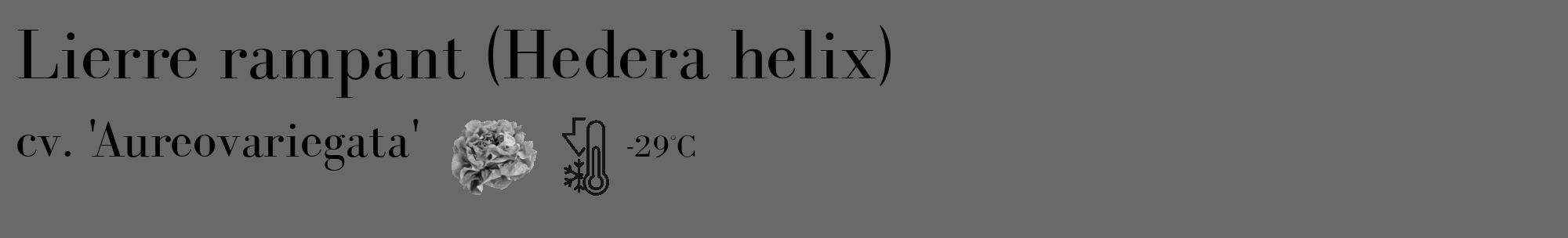 Étiquette de : Hedera helix cv. 'Aureovariegata' - format c - style noire51_basique_basiquebod avec comestibilité simplifiée