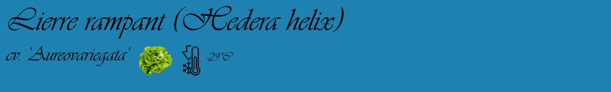 Étiquette de : Hedera helix cv. 'Aureovariegata' - format c - style noire6_basique_basiqueviv avec comestibilité simplifiée