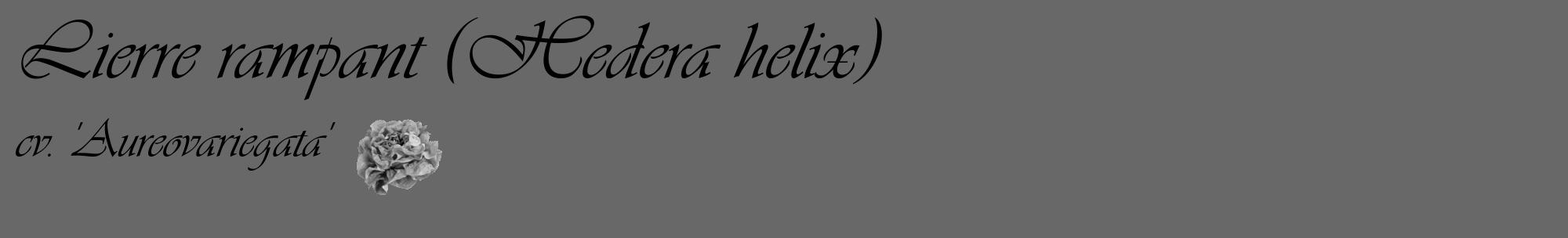 Étiquette de : Hedera helix cv. 'Aureovariegata' - format c - style noire6_basique_basiqueviv avec comestibilité simplifiée