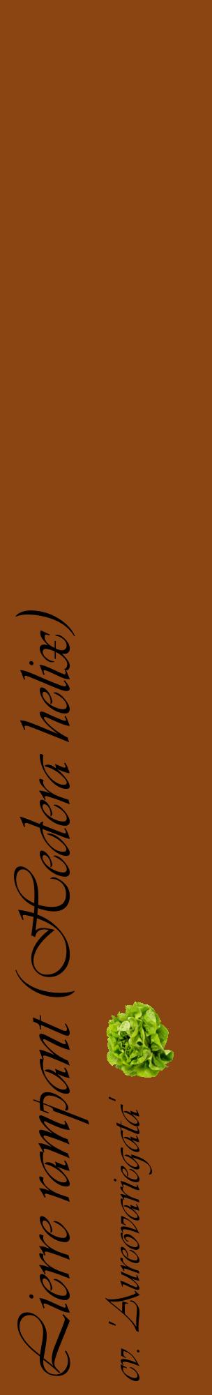 Étiquette de : Hedera helix cv. 'Aureovariegata' - format c - style noire30_basiqueviv avec comestibilité simplifiée