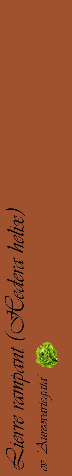 Étiquette de : Hedera helix cv. 'Aureovariegata' - format c - style noire32_basiqueviv avec comestibilité simplifiée