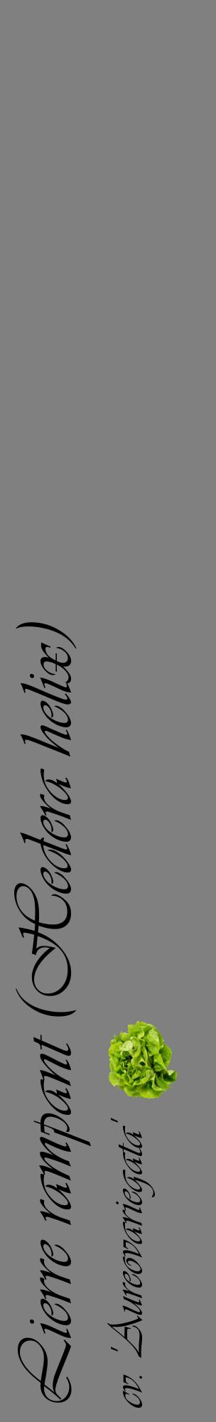 Étiquette de : Hedera helix cv. 'Aureovariegata' - format c - style noire57_basiqueviv avec comestibilité simplifiée
