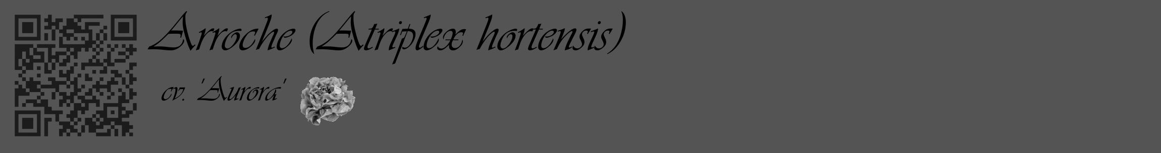 Étiquette de : Atriplex hortensis cv. 'Aurora' - format c - style noire30_basique_basiqueviv avec qrcode et comestibilité simplifiée