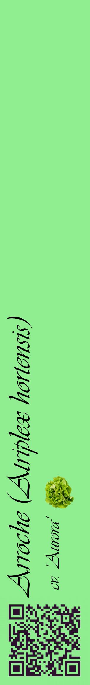 Étiquette de : Atriplex hortensis cv. 'Aurora' - format c - style noire15_basiqueviv avec qrcode et comestibilité simplifiée