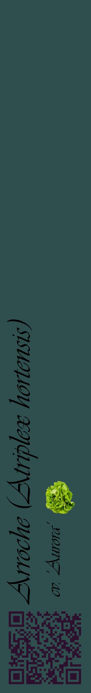 Étiquette de : Atriplex hortensis cv. 'Aurora' - format c - style noire58_basiqueviv avec qrcode et comestibilité simplifiée