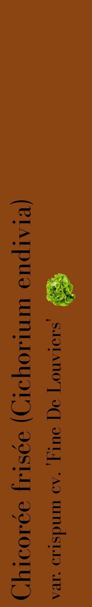 Étiquette de : Cichorium endivia var. crispum cv. 'Fine De Louviers' - format c - style noire30_basiquebod avec comestibilité simplifiée