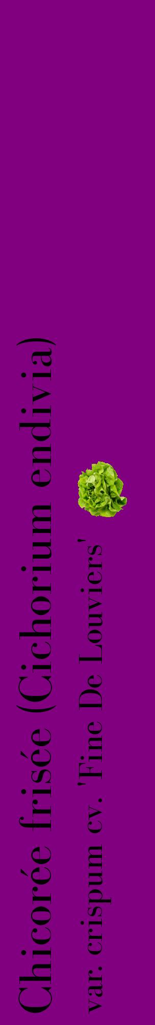 Étiquette de : Cichorium endivia var. crispum cv. 'Fine De Louviers' - format c - style noire46_basiquebod avec comestibilité simplifiée