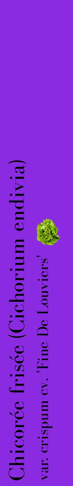 Étiquette de : Cichorium endivia var. crispum cv. 'Fine De Louviers' - format c - style noire49_basiquebod avec comestibilité simplifiée
