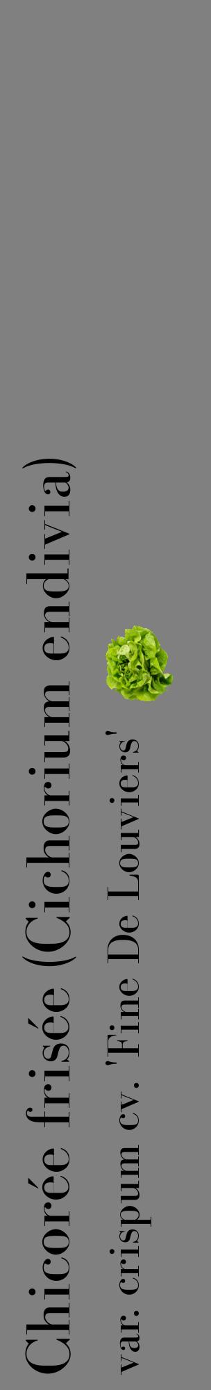 Étiquette de : Cichorium endivia var. crispum cv. 'Fine De Louviers' - format c - style noire57_basiquebod avec comestibilité simplifiée