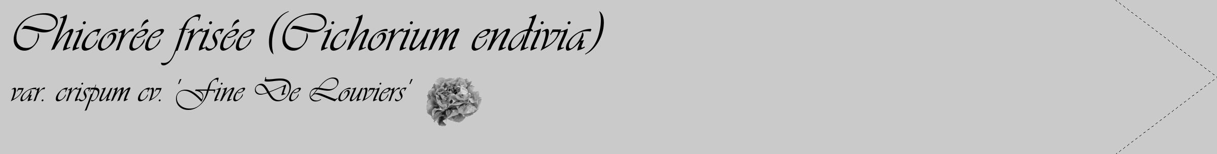 Étiquette de : Cichorium endivia var. crispum cv. 'Fine De Louviers' - format c - style noire21_simple_simpleviv avec comestibilité simplifiée