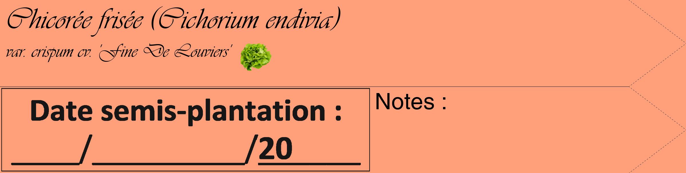 Étiquette de : Cichorium endivia var. crispum cv. 'Fine De Louviers' - format c - style noire39_simple_simpleviv avec comestibilité simplifiée