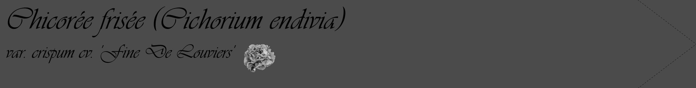 Étiquette de : Cichorium endivia var. crispum cv. 'Fine De Louviers' - format c - style noire9_simple_simpleviv avec comestibilité simplifiée
