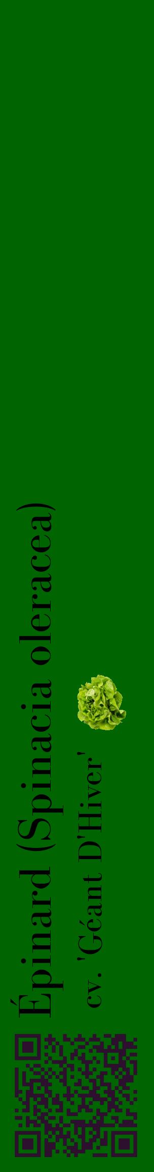 Étiquette de : Spinacia oleracea cv. 'Géant D'Hiver' - format c - style noire8_basiquebod avec qrcode et comestibilité simplifiée