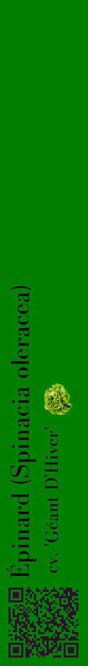 Étiquette de : Spinacia oleracea cv. 'Géant D'Hiver' - format c - style noire9_basiquebod avec qrcode et comestibilité simplifiée