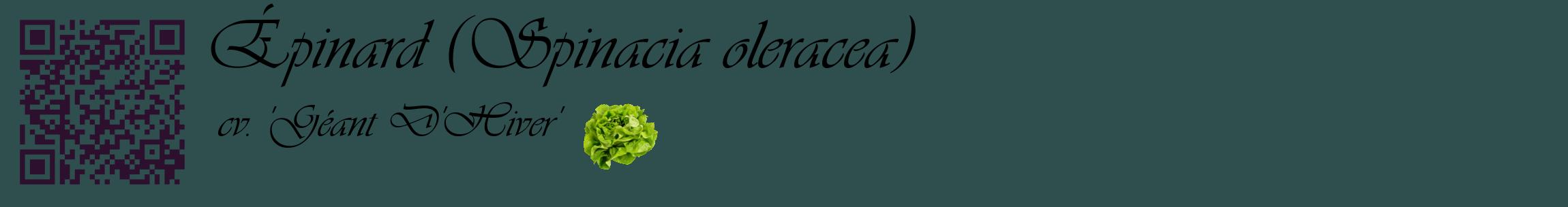 Étiquette de : Spinacia oleracea cv. 'Géant D'Hiver' - format c - style noire58basique_basique_basiqueviv avec qrcode et comestibilité simplifiée