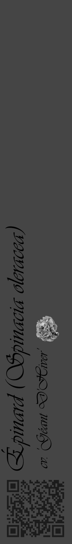 Étiquette de : Spinacia oleracea cv. 'Géant D'Hiver' - format c - style noire58basique_basique_basiqueviv avec qrcode et comestibilité simplifiée - position verticale