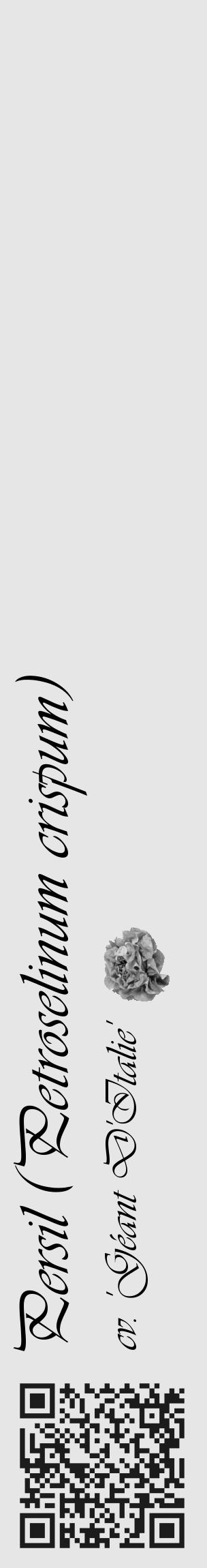 Étiquette de : Petroselinum crispum cv. 'Géant D'Italie' - format c - style noire18_basique_basiqueviv avec qrcode et comestibilité simplifiée - position verticale