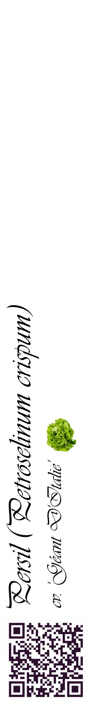 Étiquette de : Petroselinum crispum cv. 'Géant D'Italie' - format c - style noire60_basiqueviv avec qrcode et comestibilité simplifiée