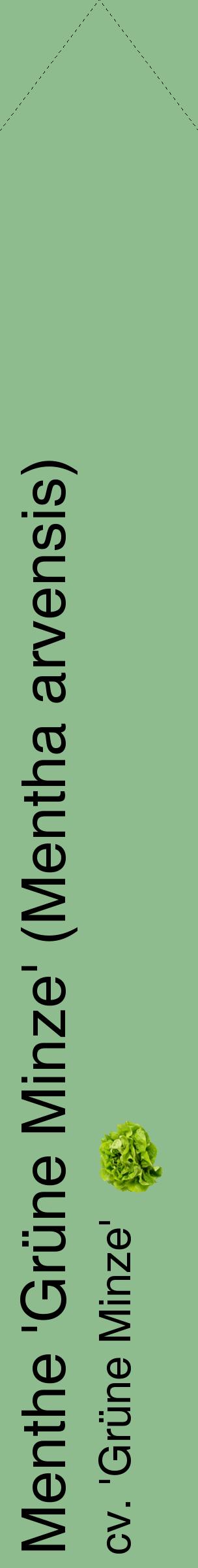 Étiquette de : Mentha arvensis cv. 'Grüne Minze' - format c - style noire13_simplehel avec comestibilité simplifiée