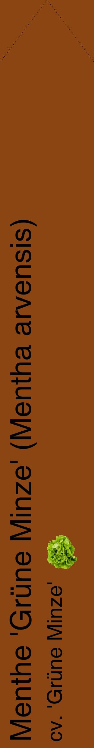 Étiquette de : Mentha arvensis cv. 'Grüne Minze' - format c - style noire30_simplehel avec comestibilité simplifiée