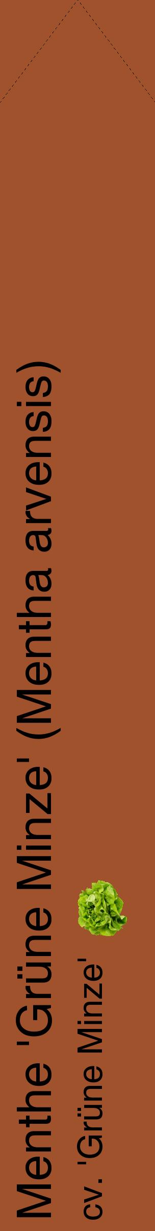 Étiquette de : Mentha arvensis cv. 'Grüne Minze' - format c - style noire32_simplehel avec comestibilité simplifiée