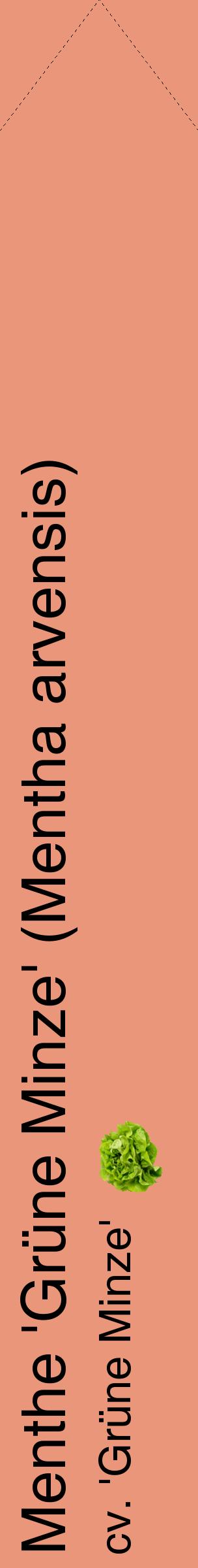 Étiquette de : Mentha arvensis cv. 'Grüne Minze' - format c - style noire37_simplehel avec comestibilité simplifiée