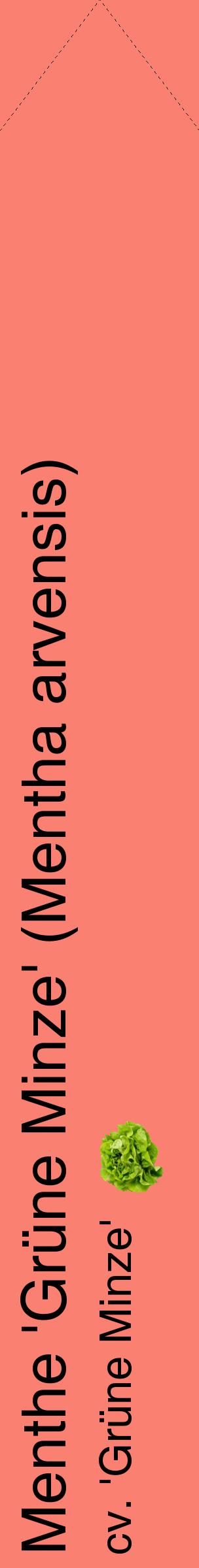 Étiquette de : Mentha arvensis cv. 'Grüne Minze' - format c - style noire38_simplehel avec comestibilité simplifiée