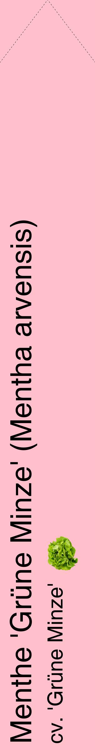 Étiquette de : Mentha arvensis cv. 'Grüne Minze' - format c - style noire40_simplehel avec comestibilité simplifiée