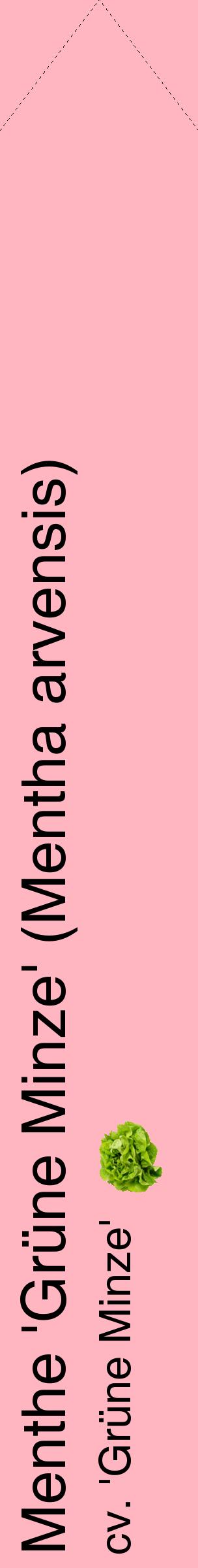 Étiquette de : Mentha arvensis cv. 'Grüne Minze' - format c - style noire41_simplehel avec comestibilité simplifiée
