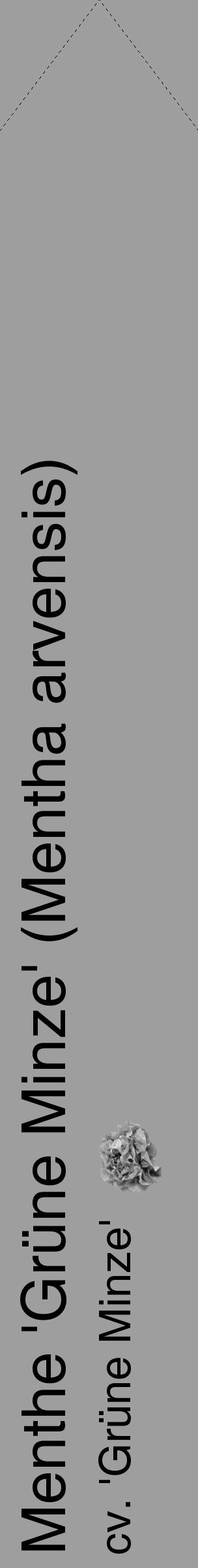 Étiquette de : Mentha arvensis cv. 'Grüne Minze' - format c - style noire42simple_simple_simplehel avec comestibilité simplifiée - position verticale