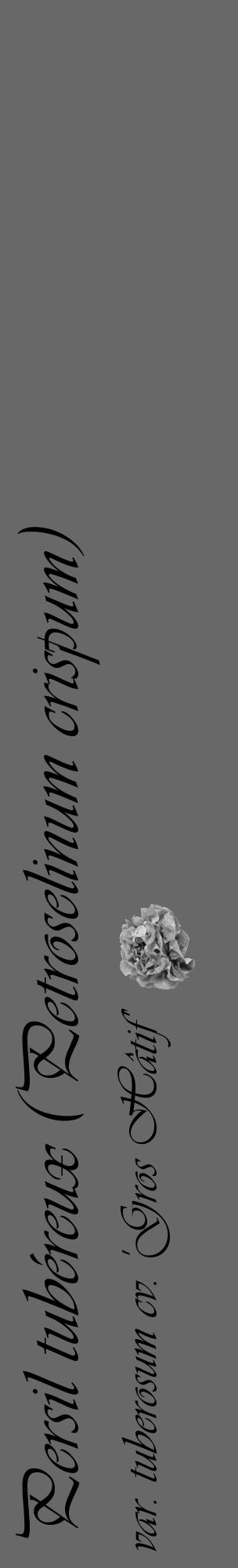 Étiquette de : Petroselinum crispum var. tuberosum cv. 'Gros Hâtif' - format c - style noire6basique_basique_basiqueviv avec comestibilité simplifiée - position verticale