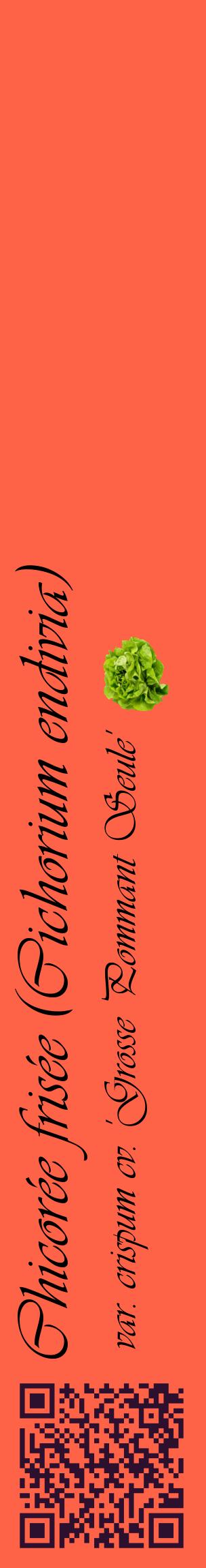 Étiquette de : Cichorium endivia var. crispum cv. 'Grosse Pommant Seule' - format c - style noire25_basiqueviv avec qrcode et comestibilité simplifiée
