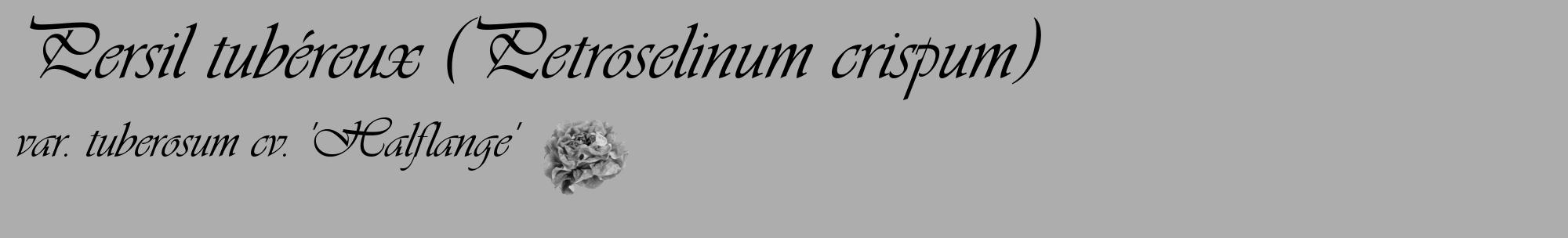 Étiquette de : Petroselinum crispum var. tuberosum cv. 'Halflange' - format c - style noire22_basique_basiqueviv avec comestibilité simplifiée